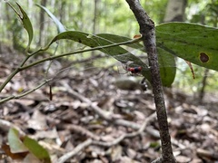 Dimidamus dimidiatus