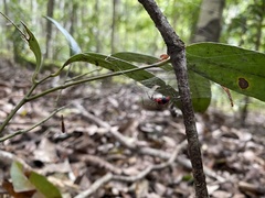 Dimidamus dimidiatus