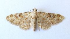 Prorella albida