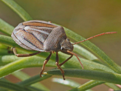 Theloris costata