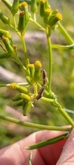 Rhypodes
