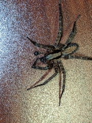 Ageleninae