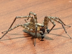 Ageleninae