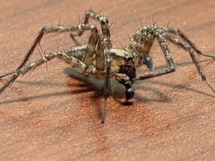 Ageleninae