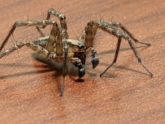 Ageleninae