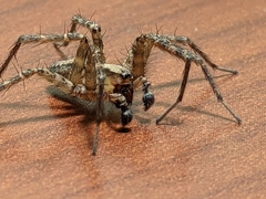 Ageleninae