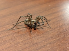Ageleninae