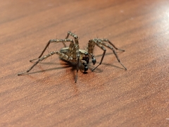 Ageleninae
