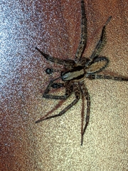 Ageleninae