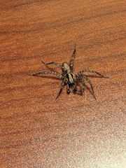 Ageleninae