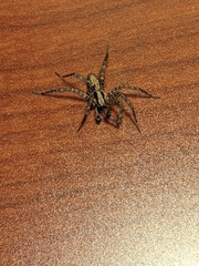 Ageleninae