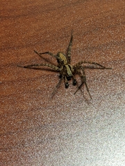 Ageleninae