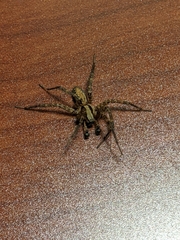Ageleninae
