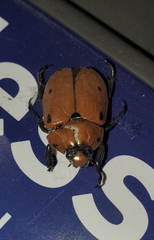 Pelidnota punctata