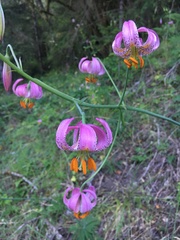 Lilium kelloggii