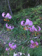 Lilium kelloggii