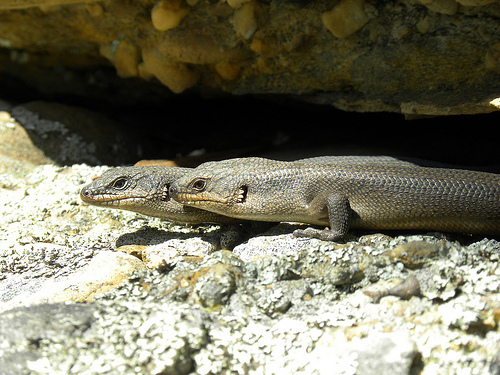 Black Crevice-skink