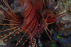 Pterois antennata