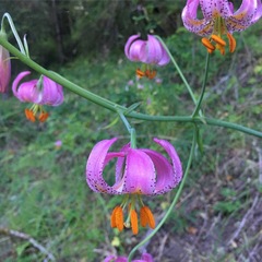 Lilium kelloggii
