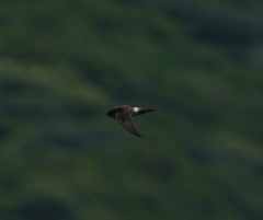Aerodramus terraereginae
