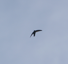 Aerodramus terraereginae