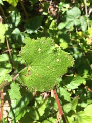 Sidalcea malachroides