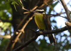 Pitangus sulphuratus