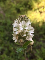 Sidalcea malachroides