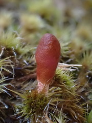 Cordyceps meneristitis