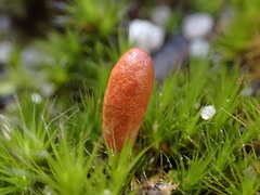 Cordyceps meneristitis