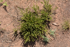 Thesium transvaalense