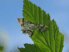 Eversmannia exornata