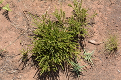 Thesium transvaalense