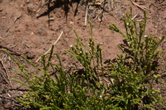 Thesium transvaalense