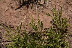 Thesium transvaalense