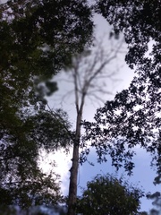 Erythrina ulei