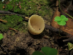 Tarzetta cupularis