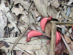 Erythrina ulei