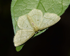 Chlorissa attenuata