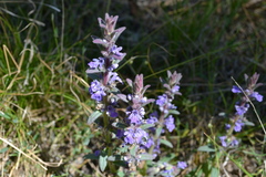 Ajuga australis