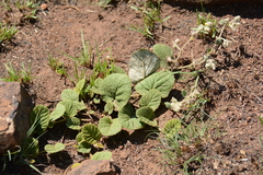 Hermannia transvaalensis