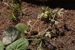 Hermannia transvaalensis