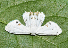 Monoplema fumigera