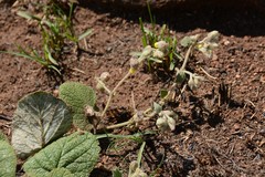 Hermannia transvaalensis