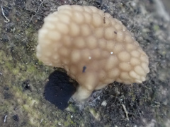 Favolaschia fujisanensis