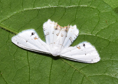 Monoplema fumigera
