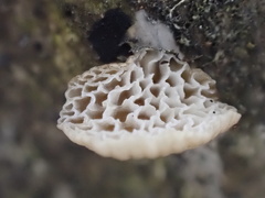 Favolaschia fujisanensis