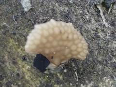 Favolaschia fujisanensis