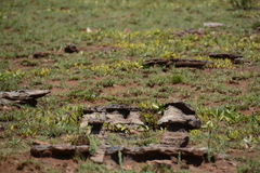 Parinari capensis capensis