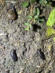 Oxychilus draparnaudi